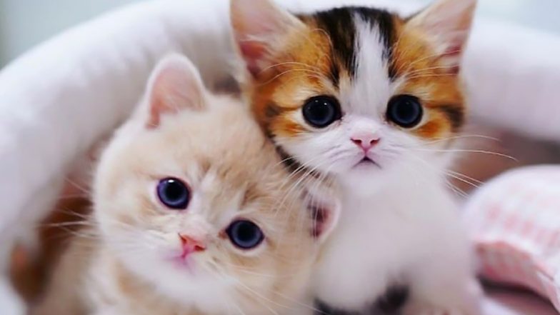 Cute Kittens and Cats information and videos