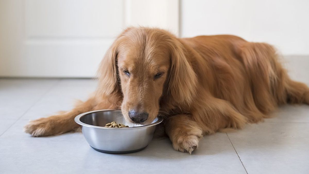 Natural Balance Dog Food Rated As The Leading Choice Among Dog Owners