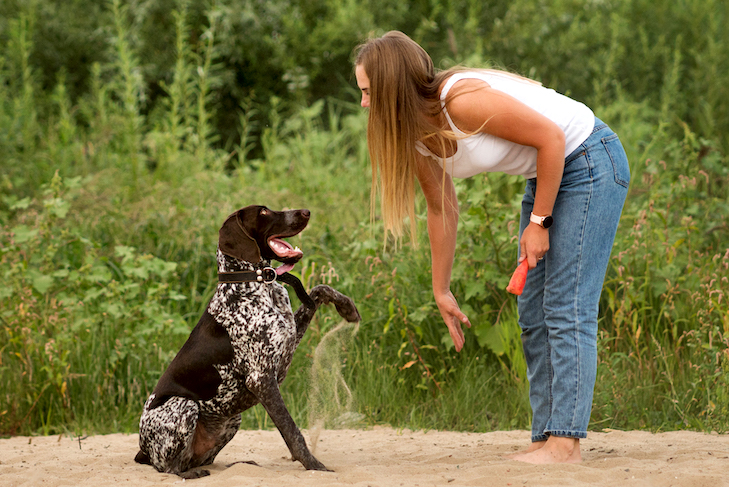 Best Dog Trainer And Puppy Trainer Related Information You Need Know