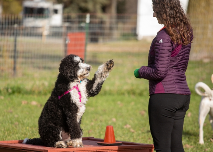 How To Do Choosing The Best Dog Trainer Baltimore You Should Know