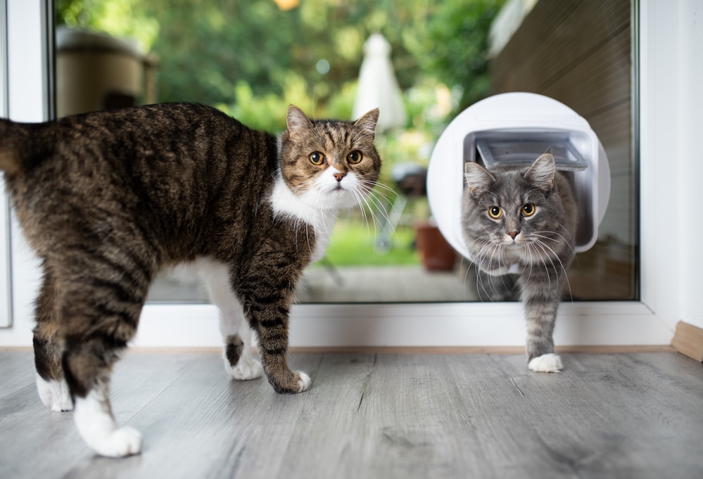 Know All About The Working Of a Microchip Cat Flap