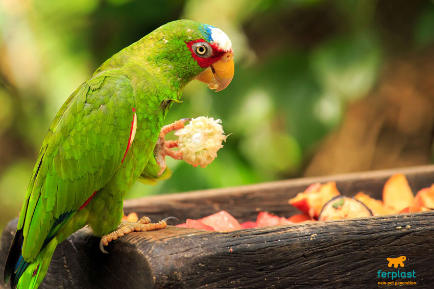 Good Health- What Do Parrots Eat You Should Know